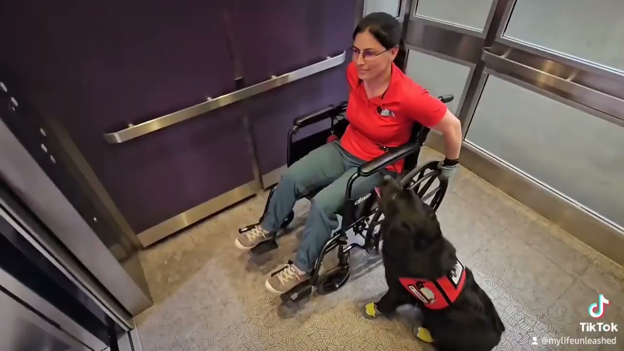 Mobility Service Dog Tasks