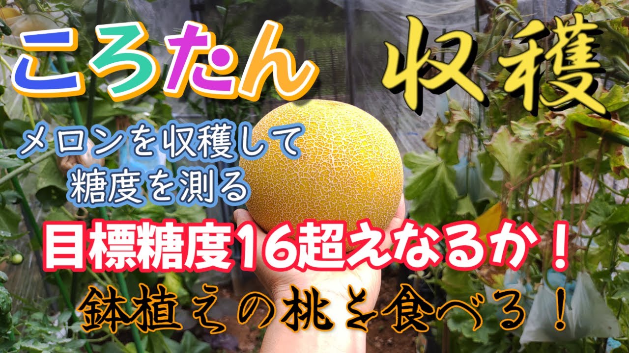 【メロン収穫】激ウマ！ころたんメロンを収穫して糖度を測る！鉢植えの桃も食べてみた！