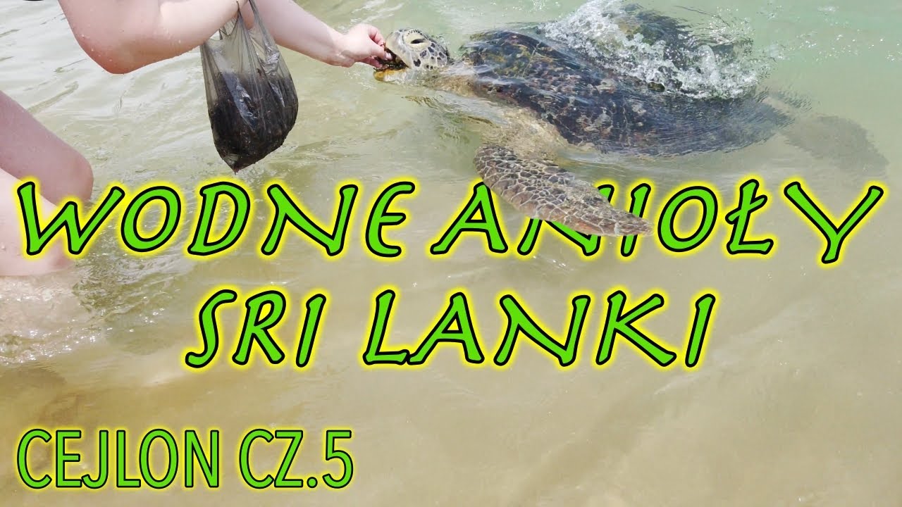 Cejlon cz.5. Sri Lanka południowa - Galle. W krainie wodnych aniołów.
