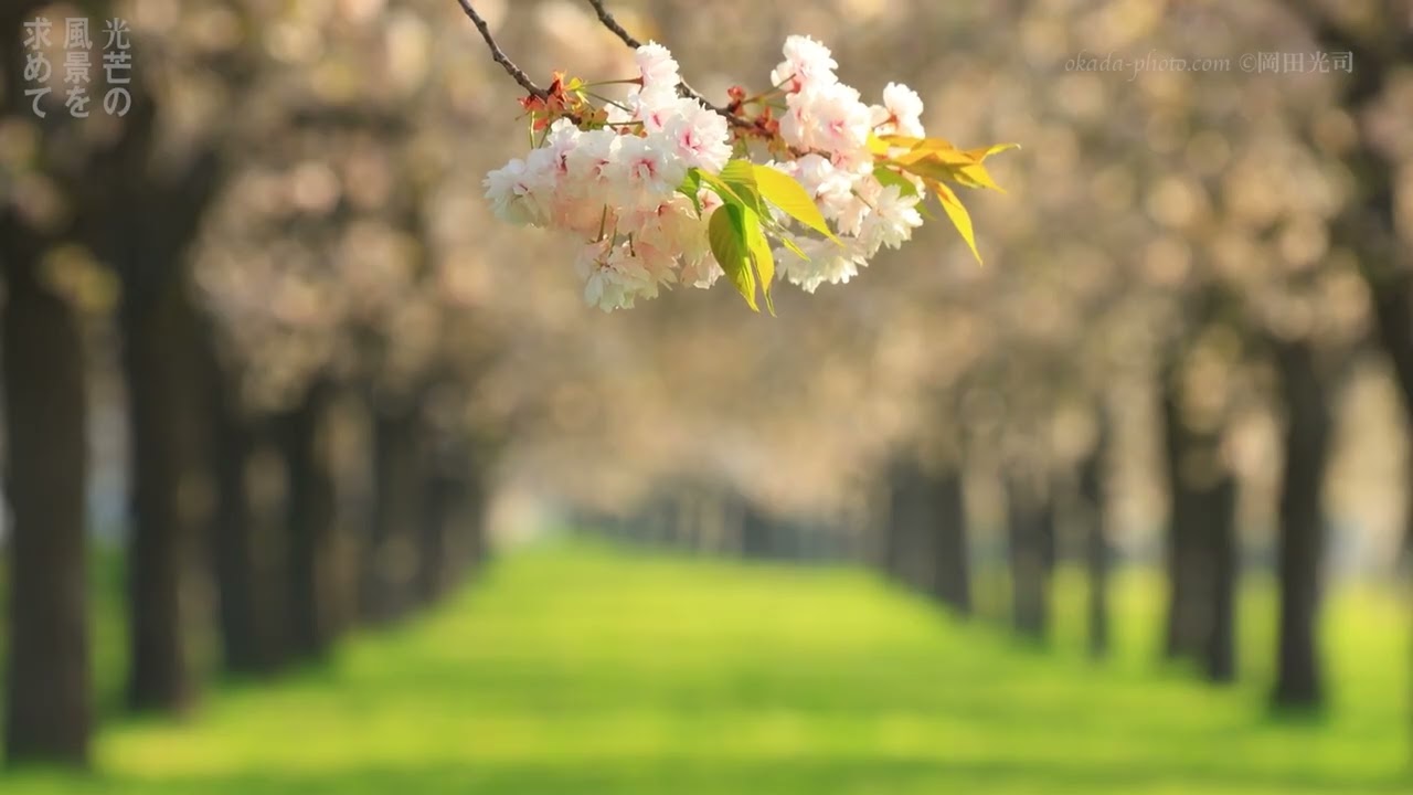 20250501 千曲川河川公園の桜並木