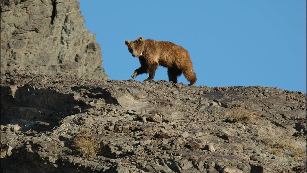 Sur les traces de l'ours de Gobi, animal le plus menacé de la planète - Mission avec Harry Reynolds