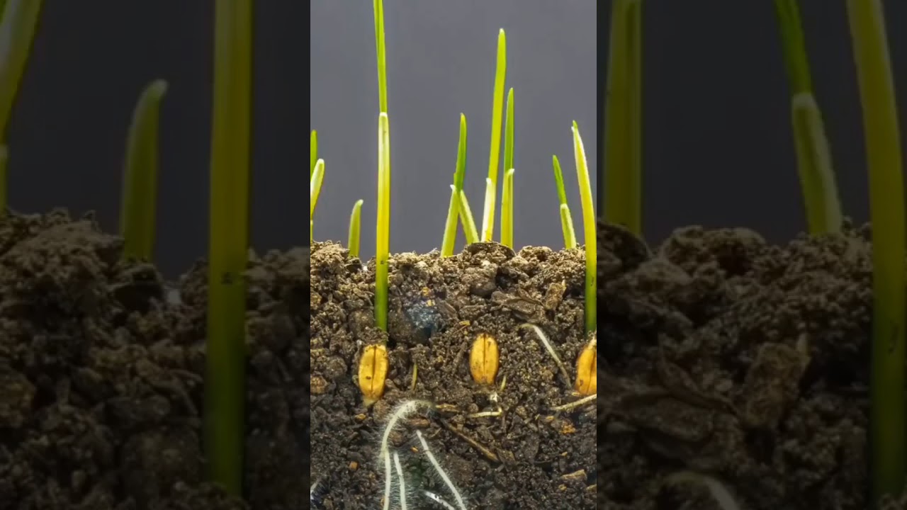 Time lapse of seed | seed growing | fast motion seed growing