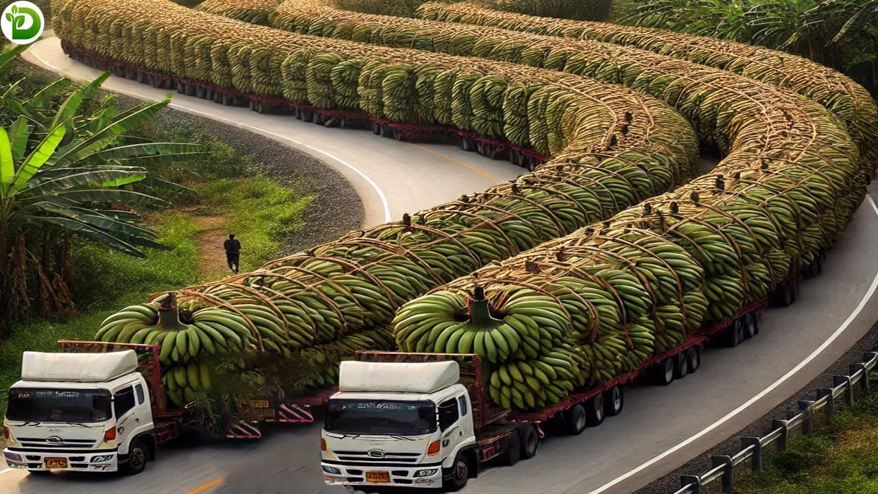 Heavy Duty Banana Transporter - Transport Skills That Will Amaze You |Giant Banana