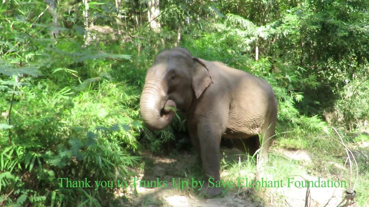 Thank you to Trunks Up and Save Elephant Foundation