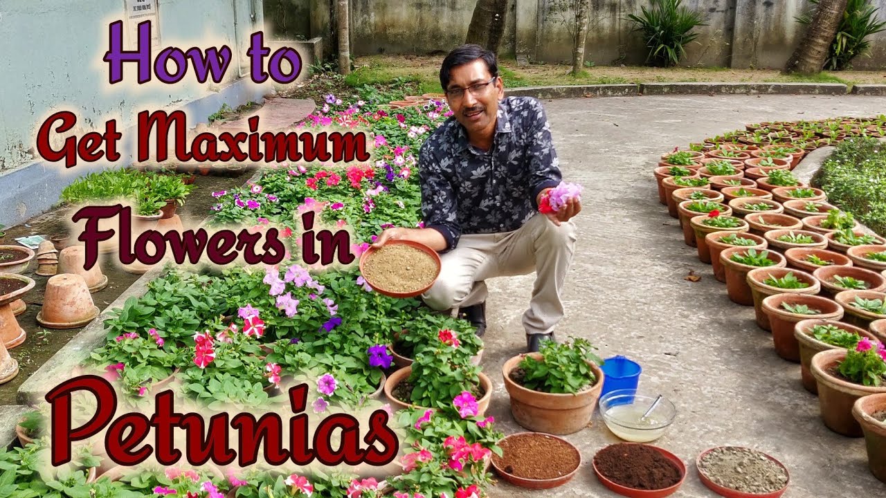 Five Best Tips to get Enormous Flowering in Petunias