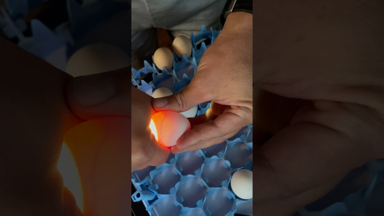Candling Chicken Eggs for Development 🐣 | Day-by-Day Fertility & Growth Check!