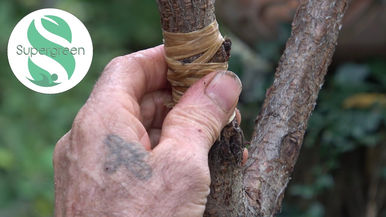 Innesto a occhio dormiente su pesco selvatico con Ernesto, in compagnia de 