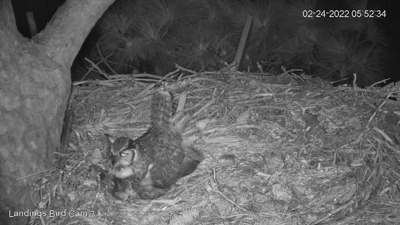 Great Horned Owls Exchange Hoots And Squawks In Savannah, Georgia – Feb. 24, 2022