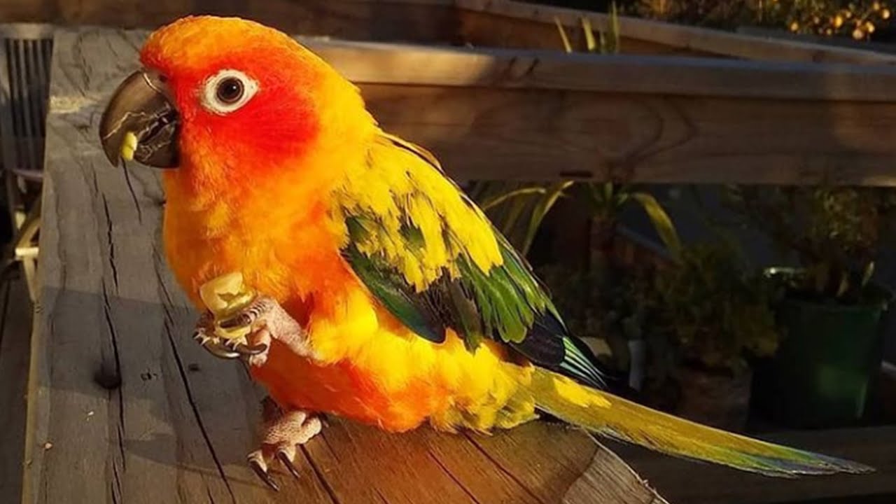 Sun Conure Singing | Parrot Sun Conure Playing | Sun Parakeet