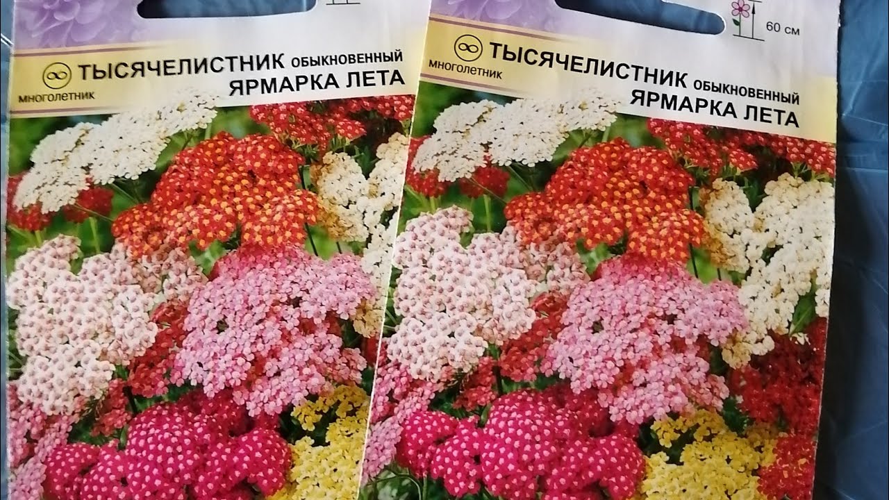 Посев семян Тысячелистника