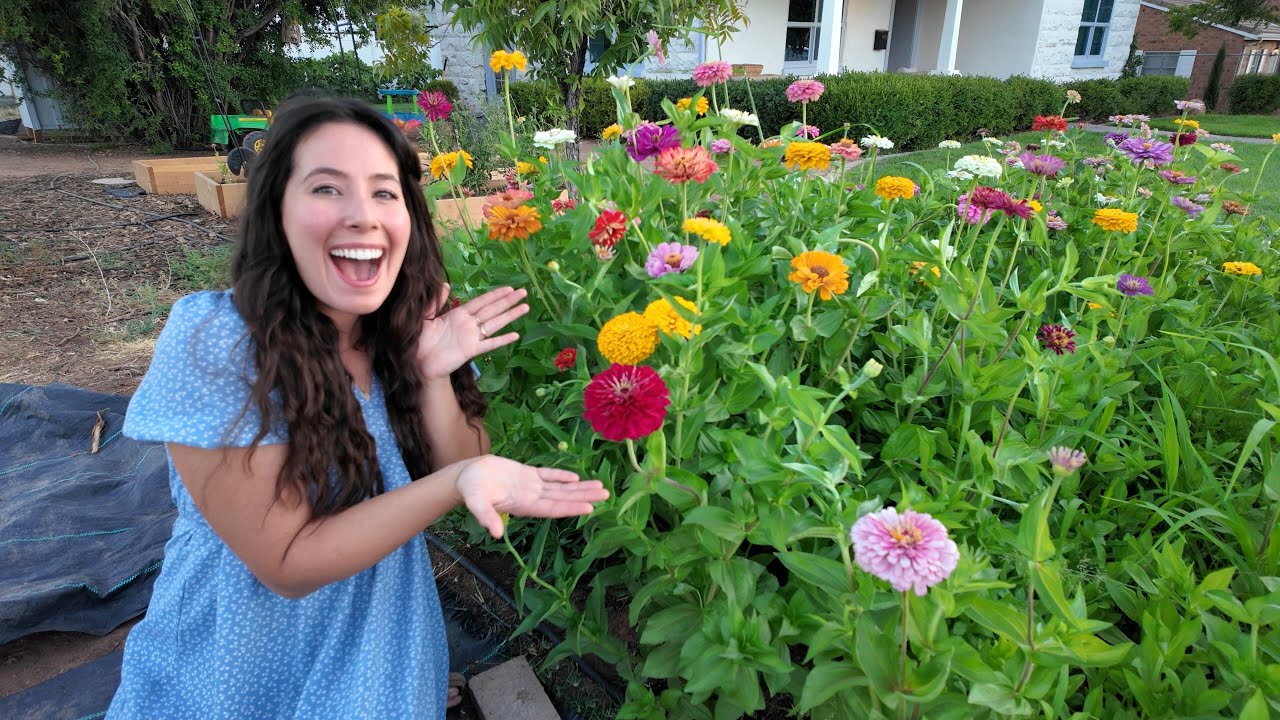 Growing Zinnias From Seed: 3 VITAL Tips!