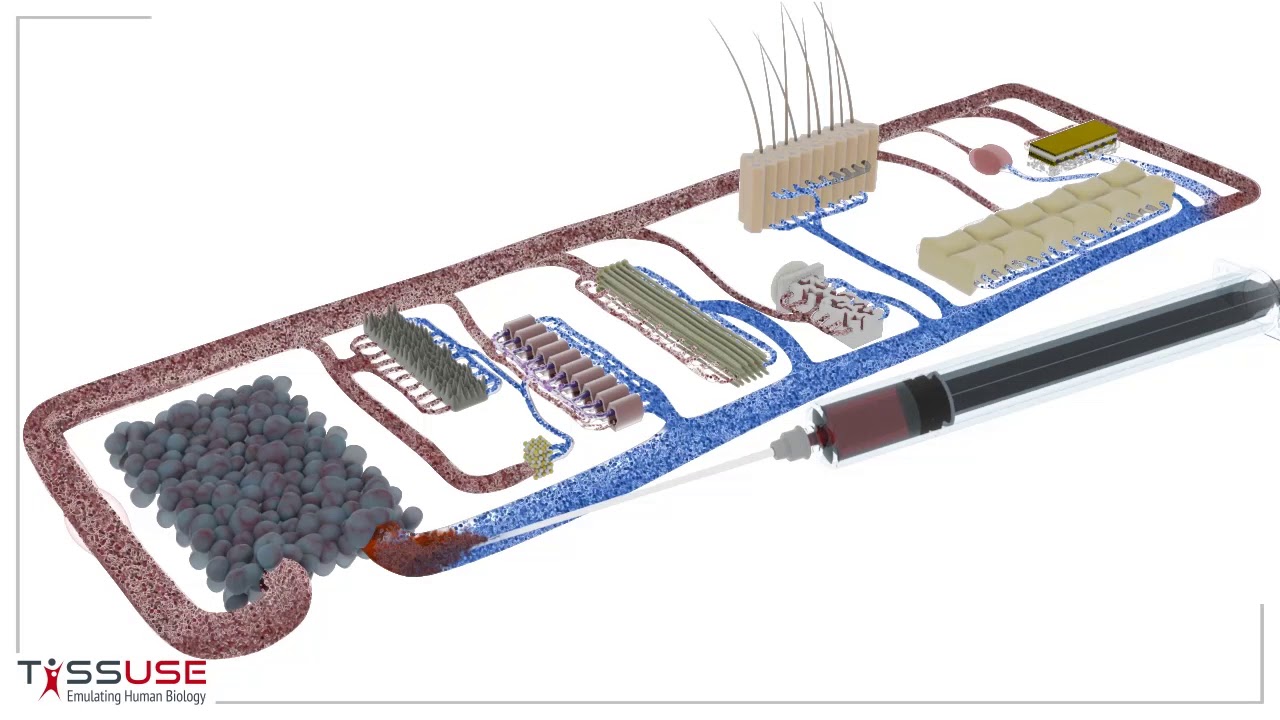 TissUse - Mini-Organism-on-a-Chip (HUMIMIC Chip XX/XY)