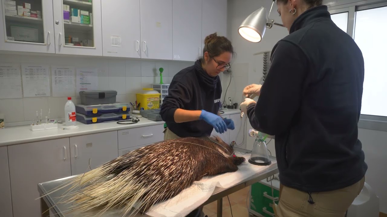 Intervención veterinaria a un puercoespín sudafricano en BIOPARC Valencia