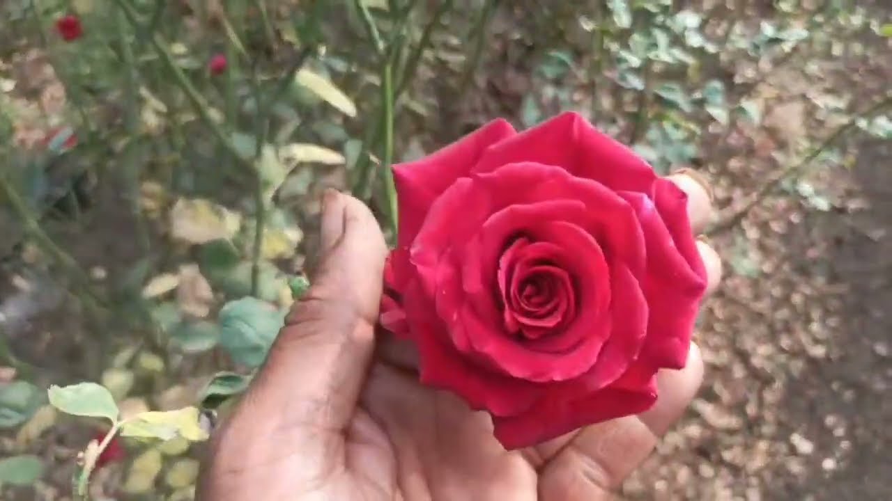 Bourdex Rose 