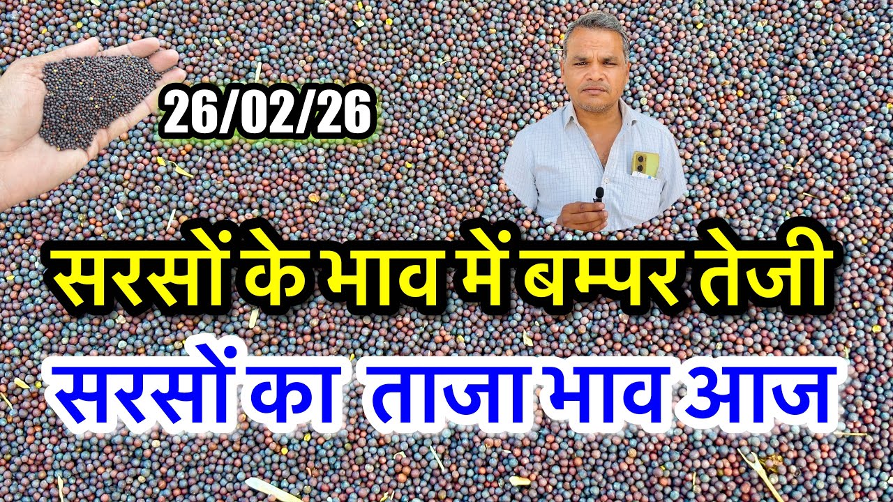 नई सरसों का ताजा भाव आज का अलवर मंडी! सरसों के भाव में आया जोरदार उछाल देखें, #sarso_ka_bhav #viral 