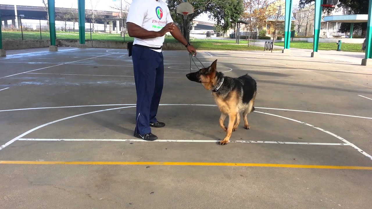 Titan progressive dog training tx