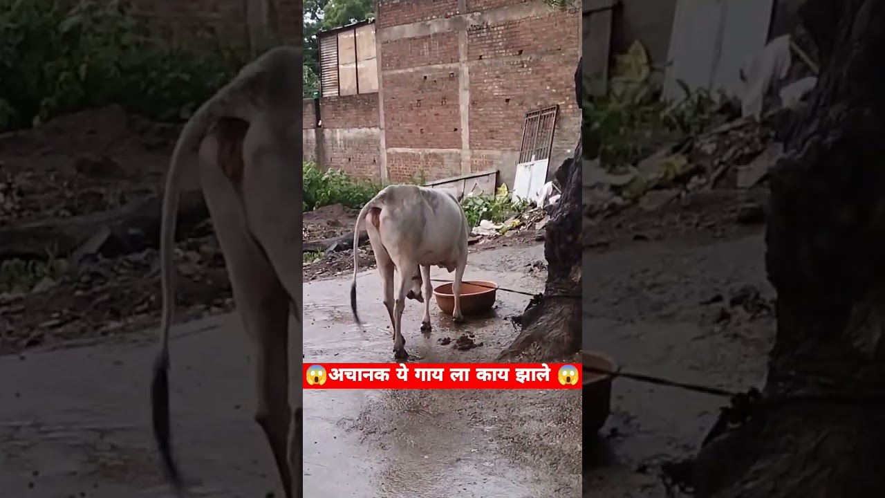 अचानक काय झाले 😱..