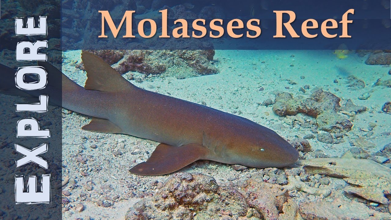 Key Largo Diving: Molasses Reef dive 2019