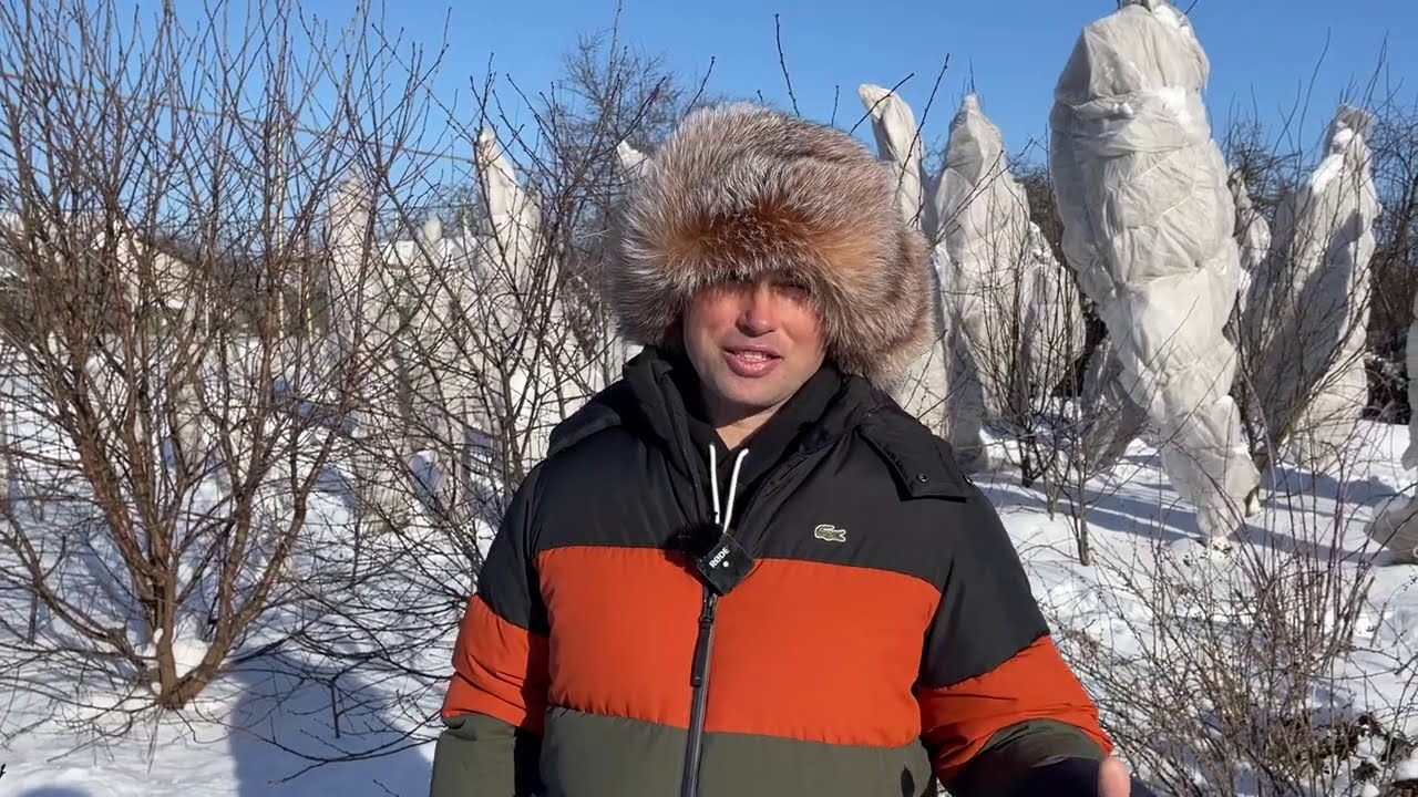 Когда ОБРЕЗАТЬ плодовые деревья и кустарники? Последствия обрезки ЗИМОЙ.