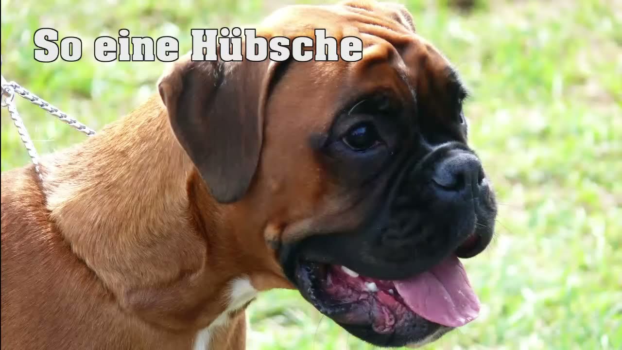 Good-Girl vom Hause Rehberg (Hexe)