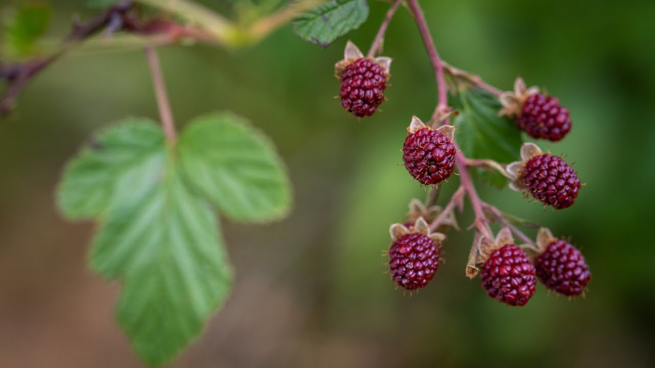 Fruit Production in Kentucky