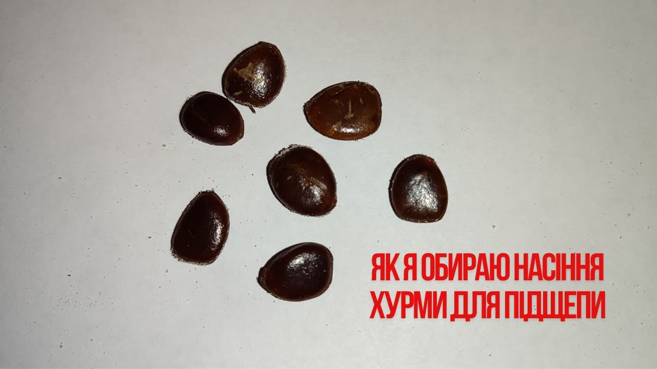 Як я обираю насіння хурми віргінської для підщепи