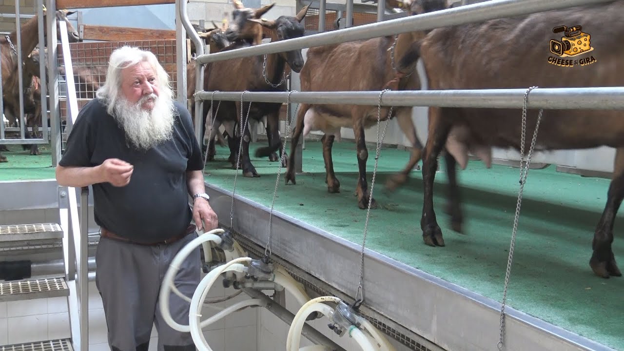 Mungitura delle capre presso l'Azienda agricola Casale Roccolo.