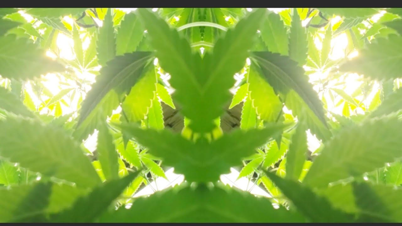 Does LST and super cropping really work?