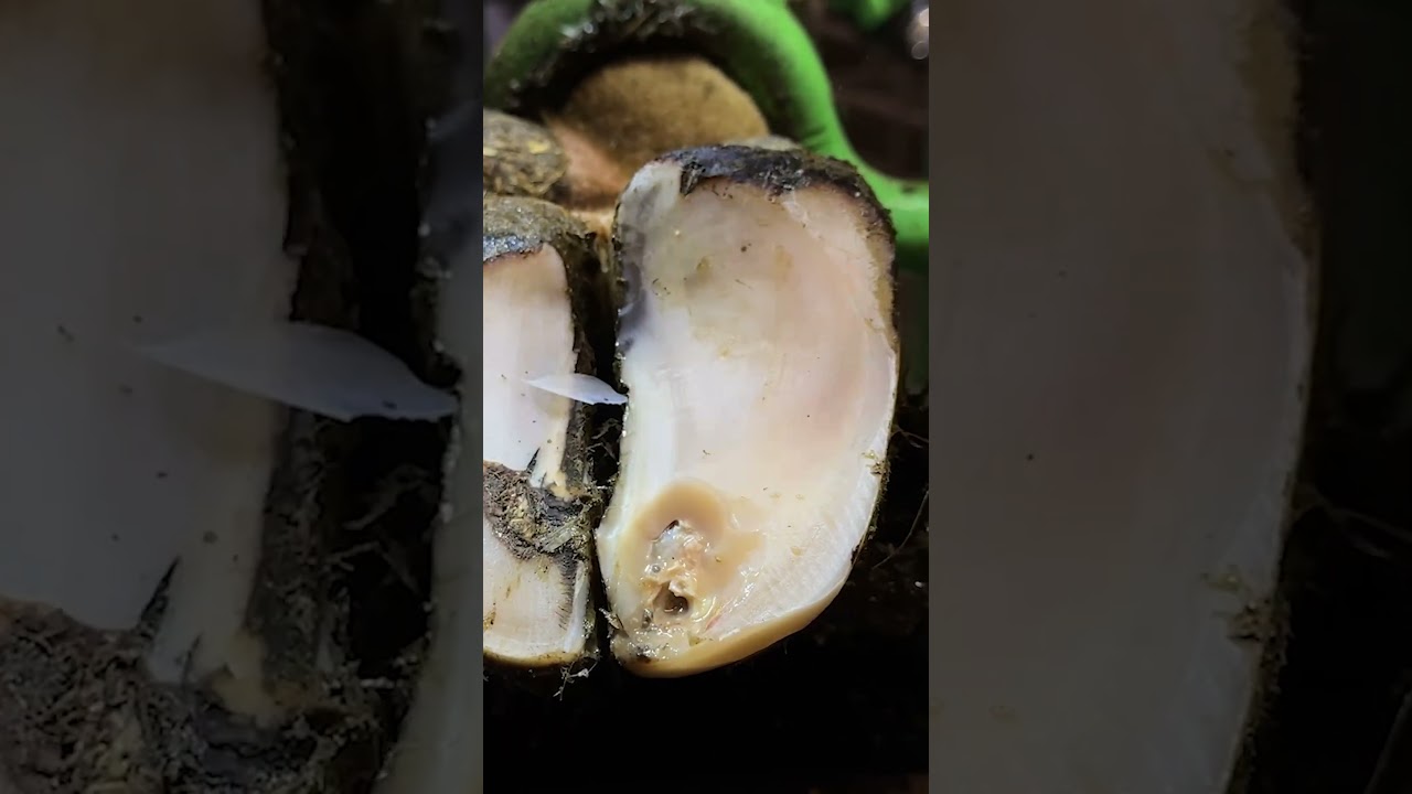 milk from THE WRONG END of a COW!!!! 🥴  #interesting #healing #vet #farming #satisfyingvideo
