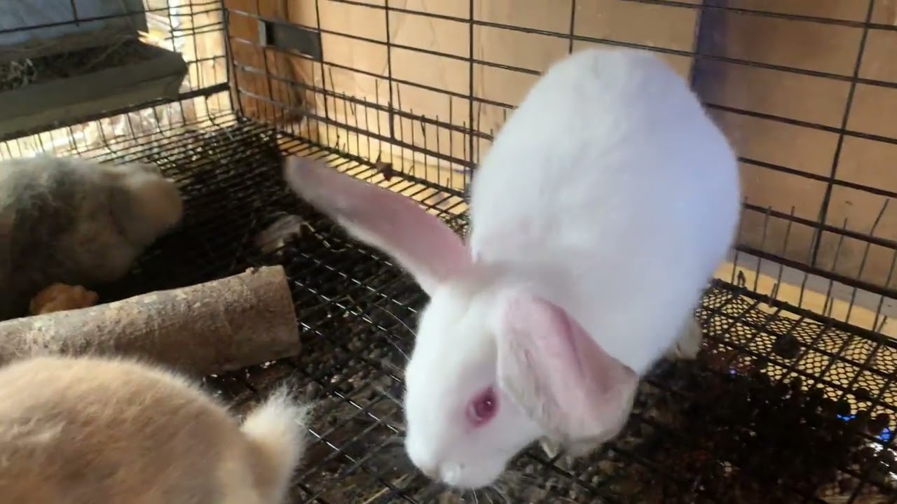 Tamuk Rabbits: Gina and her 14 5-week-old kits
