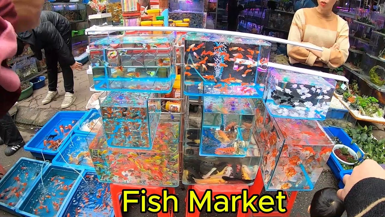 Aquarium Fish Market - Largest Fish Market In Viet Nam
