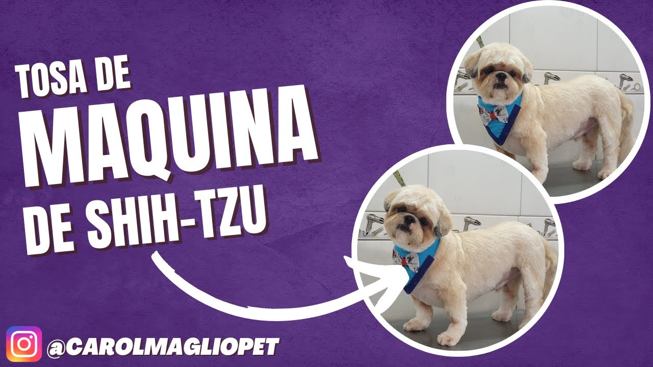 Tosa na Maquina Shih-Tzu !!!!!!! @carolmagliopet