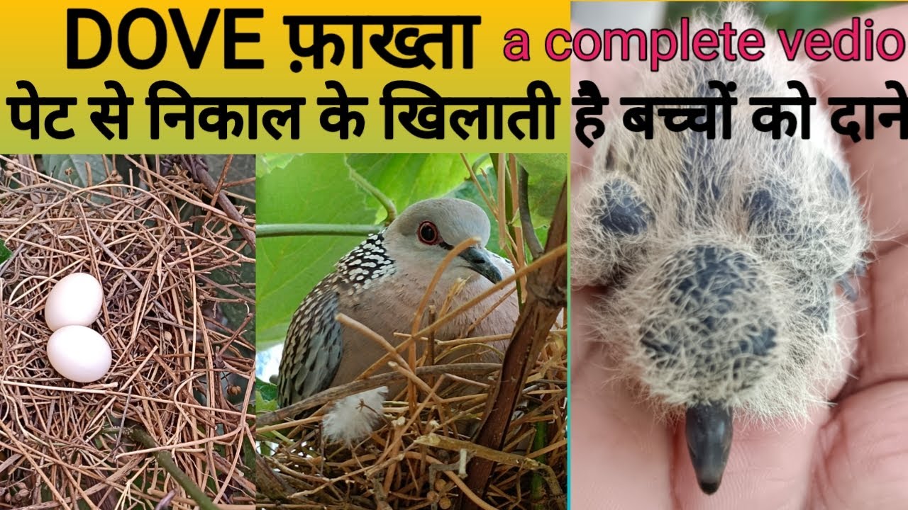 Morning DOVE फ़ाख्ता#अंडे बच्चे से लेकर उड़ने तक कैसे होता है ये सब