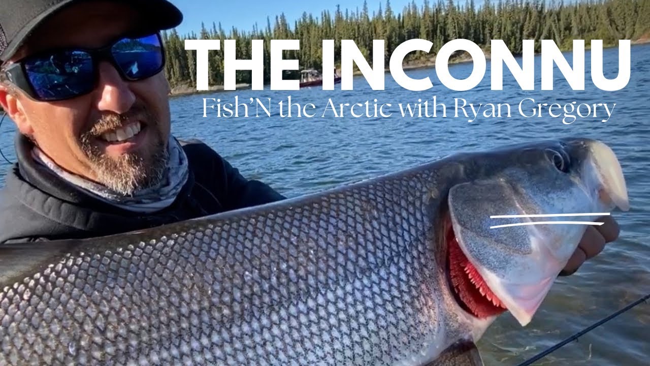 Fishing For Arctic Tarpon (Inconnu) In The Northwest Territories