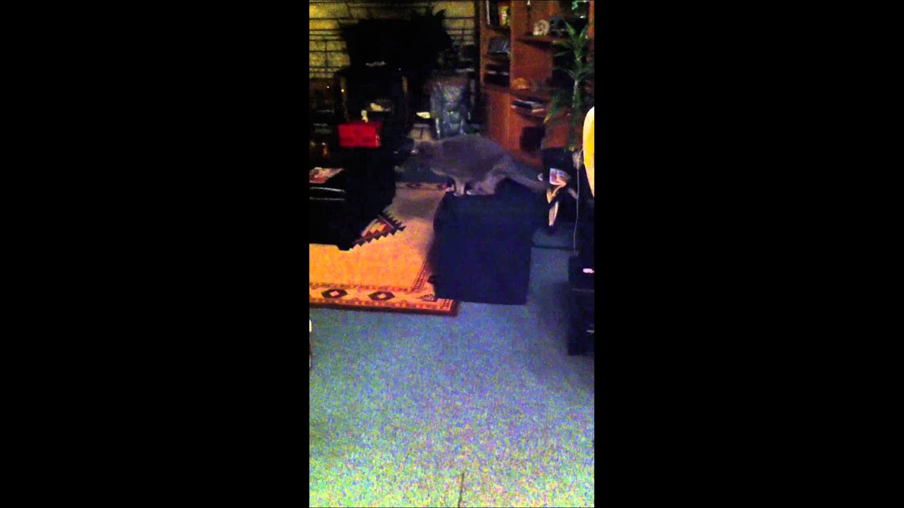 Dexter meets the Spider