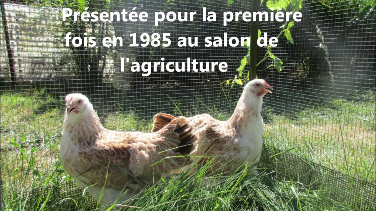 Pr&eacute;sentation de la Poule Meusienne par la SAV pour le championnat de France 2016 &agrave; Epinal