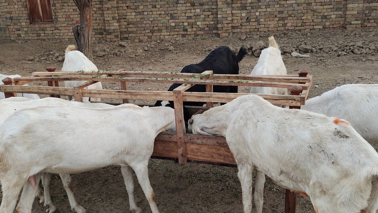 Village beautiful goats farming new video in village 11 March 2025