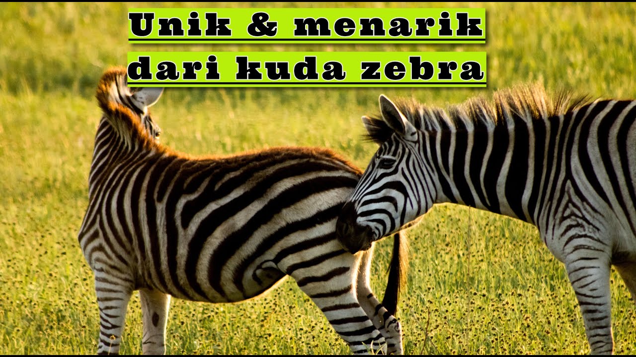 Fakta unik kuda zebra || zebra horse || belajar mengenal hewan