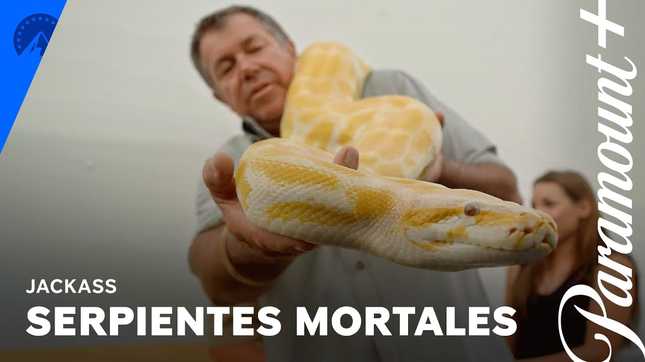 Broma a Bam con serpientes sale MAL l Jackass l Paramount+