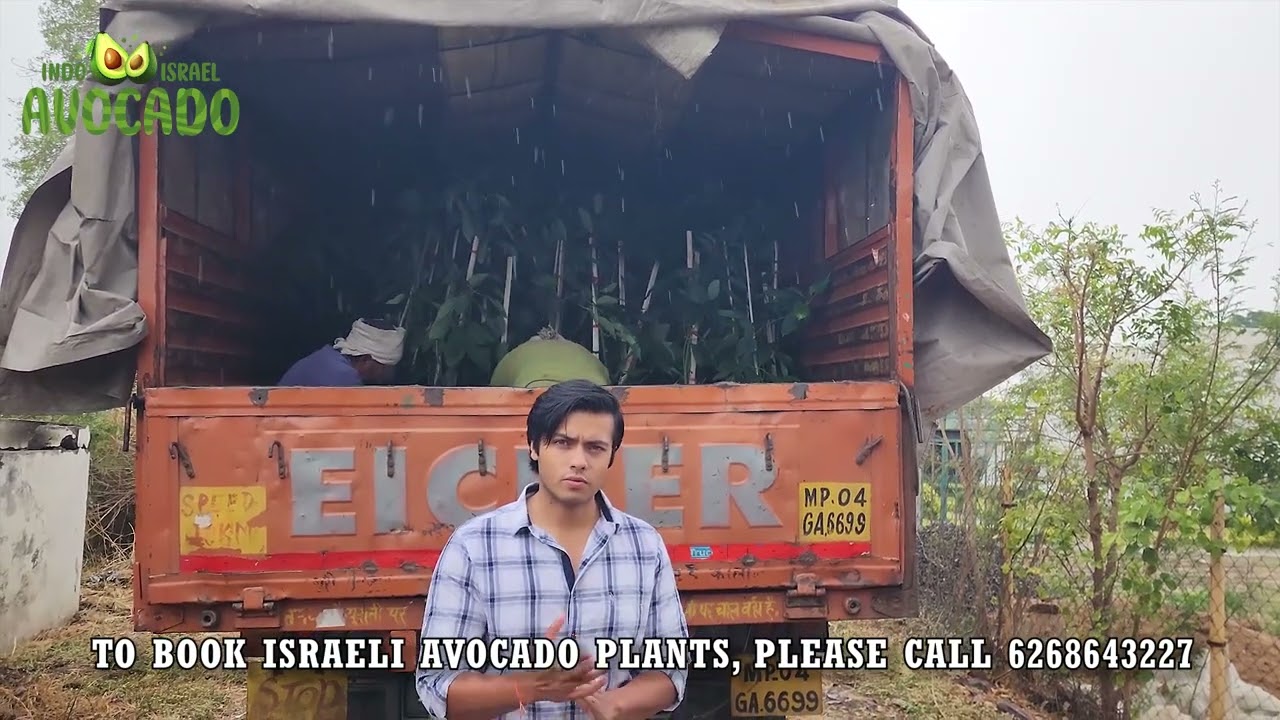 Avocado farming in Salem and Pollachi  (Tamil Nadu) 6268643227 | Indo Israel Avocado (Vlog 104)