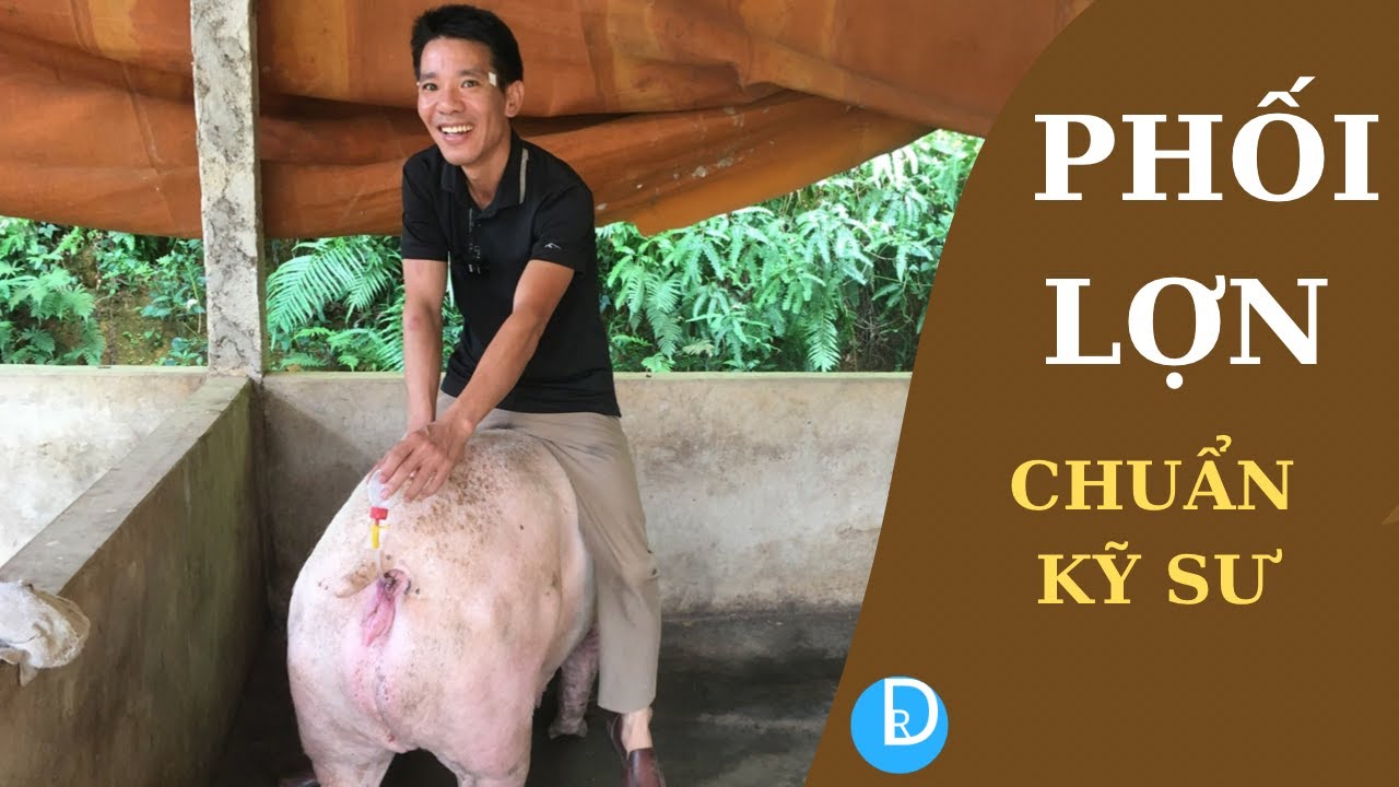 Hướng dẫn phối giống cho lợn nái