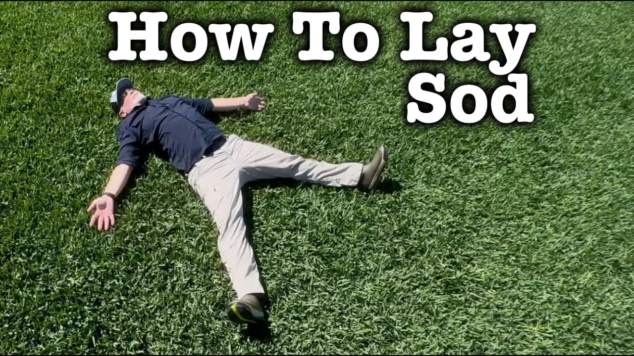 Scotts Viridian St Augustine Grass 💦 How To Lay Sod and After Care - What to Put on New Sod