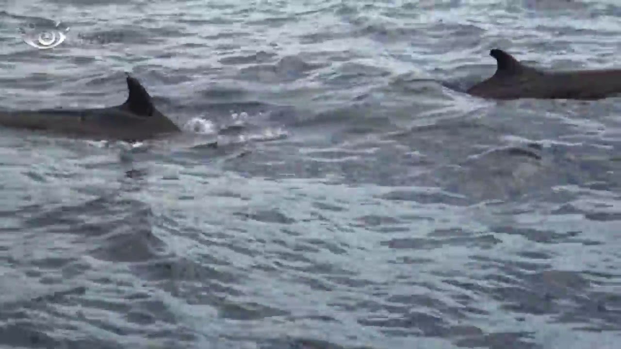 Crowd of False Killer Whale (Pseudorca crassidens) Caught on Camera in Tenerife