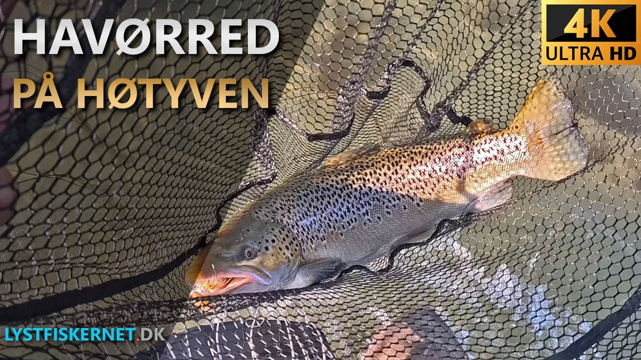 Fisketur den 05.10.2024 | Havørredfiskeri Djursland | Kystfluefiskeri efter Havørred.