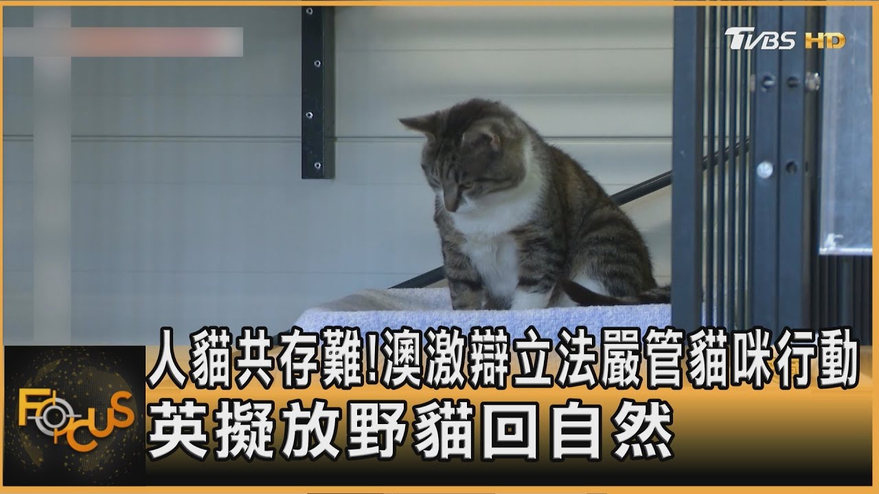 人貓共存難!澳激辯立法嚴管貓咪行動 英擬放野貓回自然｜方念華｜FOCUS全球新聞20251208 @tvbsfocus