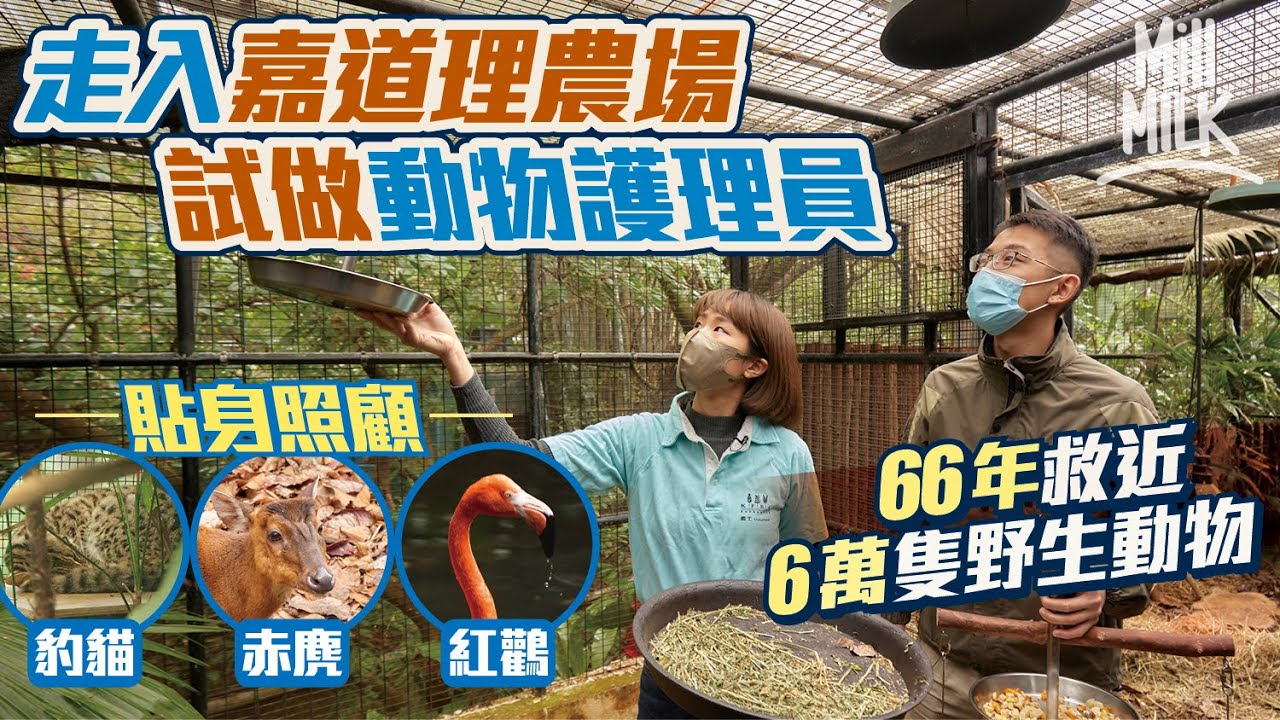#MM｜走入嘉道理農場 實試做動物護理員助手 照顧本土罕見野生動物豹貓、赤麂、紅鸛 無需專業資格 包辦廚師、清潔、搬運及籠舍設計師 嘉道理農場66年救近6萬隻野生動物｜#試一次 #4K