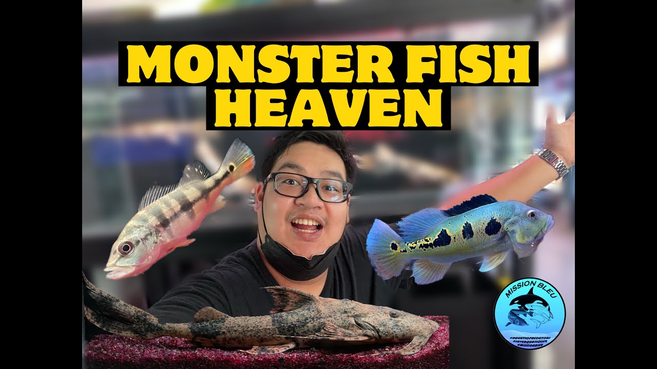 EP5 My Monster Fish Journey (Yee Hao Aquatic / SA Fish World)