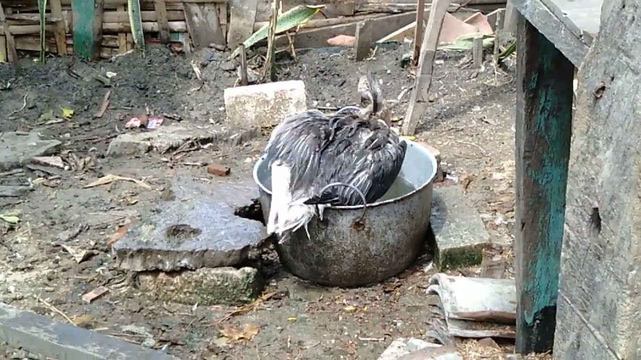 MENGINTIP SOANG MANDI