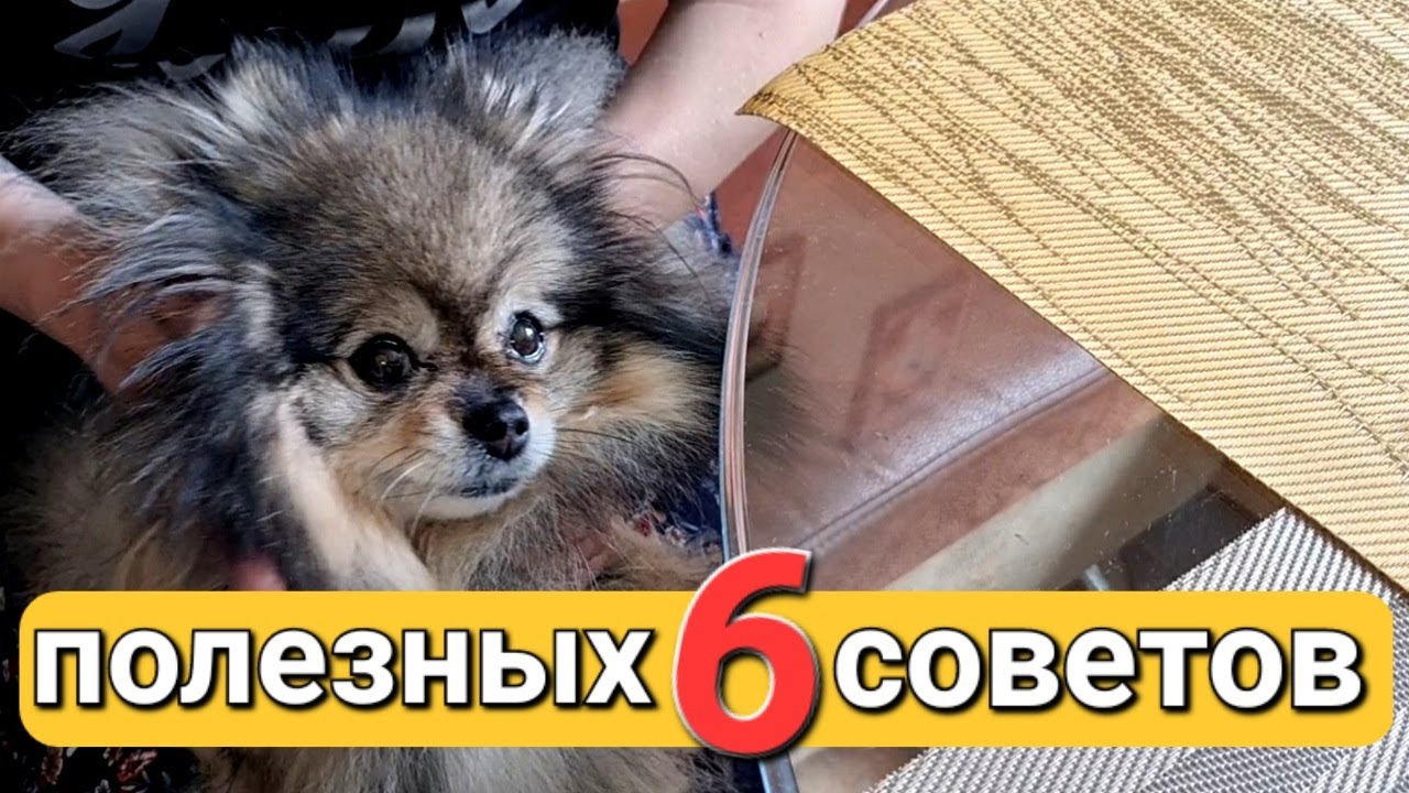 Как ухаживать за шерстью шпица в период линьки?