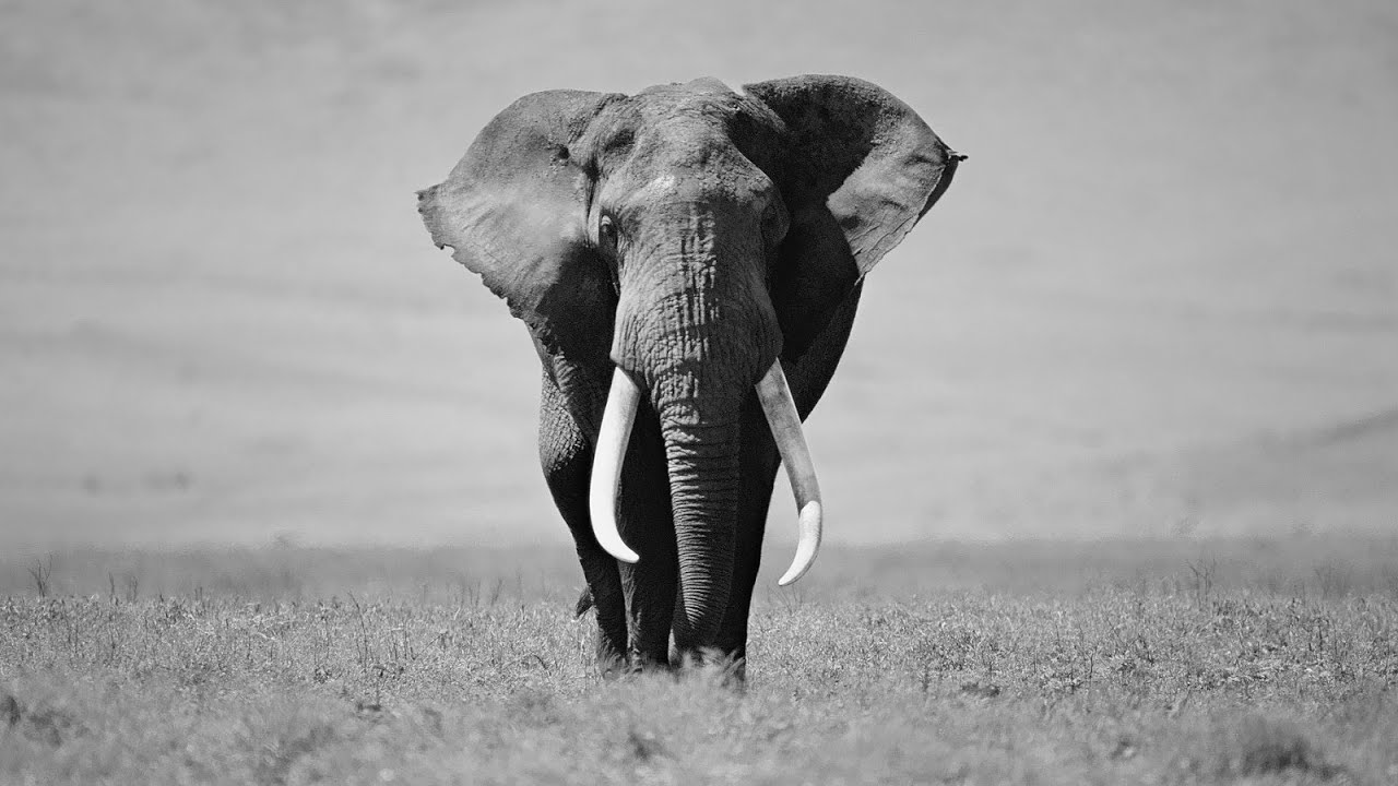 The Plight of African Elephants